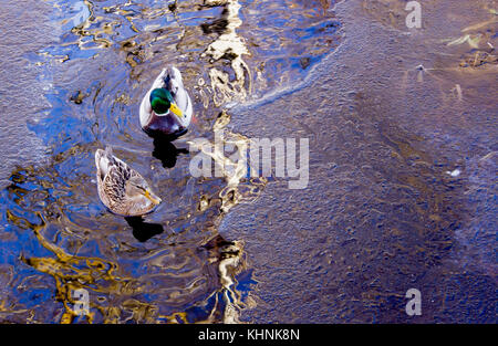 Ente im Winter auf dem Fluss Stockfoto