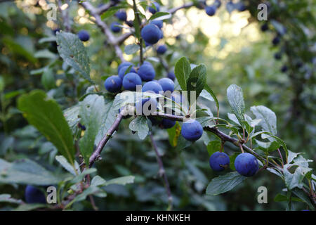 Ein blackthorn Zweig in schlehen auf einem Baum wächst wild in Norfolk, England Stockfoto