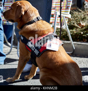 Prescott, Arizona, USA - November 11, 2017: service Hund sitzend mit Besitzer für Befehl am Veterans Day Parade warten Stockfoto