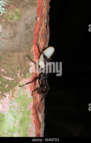 Bullet ant tragen ein Ei auf einem Zweig. Regenwald des Amazonas, Brasilien Stockfoto