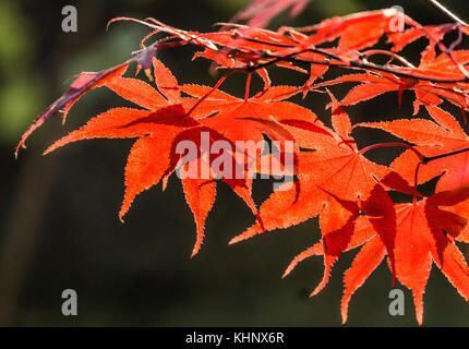 Fan japanischer Ahorn (Acer sp.) gegen die Einstellung im Herbst Sonne, starke Farbe und Licht Effekte Stockfoto