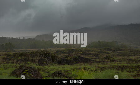 Asiatische tropischer Wald, Wald, Gesträuch, Gras, Indonesien, Bali Stockfoto