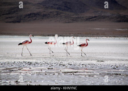 Salt Lake und Flamingos in der Nähe von uyuni in Bolivien Stockfoto