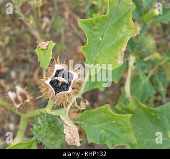 Datura stramonium, Thorn-Apple Stockfoto