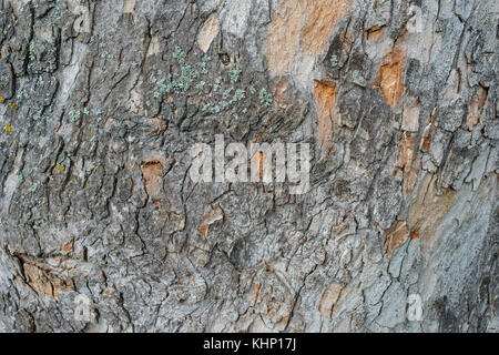 Closeup Baumrinde mit Flechten als Hintergrund Stockfoto