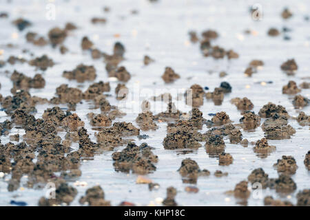 Lug Würmer leben in U-förmigen Burrows und eine Form von Eindringen von Sediment produzieren. Sie können bis zu 30 % der Biomasse. Stockfoto