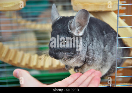 Grau kleine Chinchilla in einem Käfig und Hand. Stockfoto