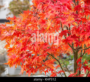 Verblassenden Ruhm, im Herbst und Winter verwandelt, die Blätter von Acer palmatum osakazuki beginnen an den Rändern zu kräuseln. Stockfoto