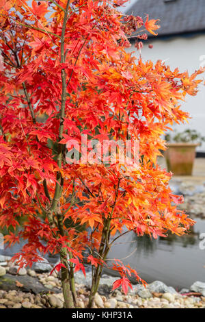 Verblassenden Ruhm, im Herbst und Winter verwandelt, die Blätter von Acer palmatum osakazuki beginnen an den Rändern zu kräuseln. Stockfoto