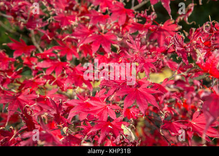 Verblassenden Ruhm, im Herbst und Winter verwandelt, die Blätter von Acer palmatum Bloodgood beginnen an den Rändern zu kräuseln. Stockfoto