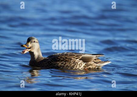 Eine weibliche Stockente quakend und Schwimmen auf einem Teich Stockfoto