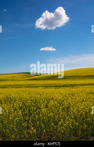 Bereich der Gelbe Raps mit blauem Himmel und Wolken in Palouse Region Washington State America Stockfoto