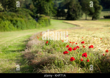 Mohnblumen auf der Kent Downs in Chartham in der Nähe von Canterbury, Kent, Großbritannien. Stockfoto