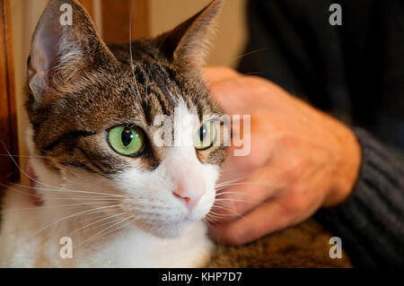 Portrait von Tabby und weiße Katze von einem Mann gestreichelt zu werden. Ansicht schließen. Stockfoto