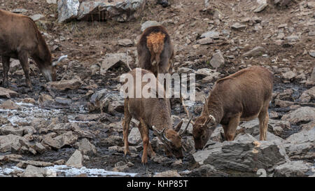 (Przewalskium white-lipped Rehe oder Hirsche Thorold albirostris) in einem gebirgigen Gebiet Tibet, China Stockfoto