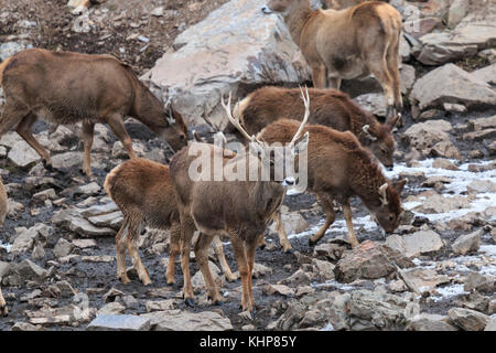 (Przewalskium white-lipped Rehe oder Hirsche Thorold albirostris) in einem gebirgigen Gebiet Tibet, China Stockfoto