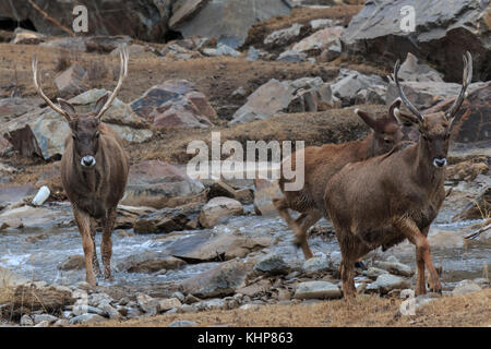 (Przewalskium white-lipped Rehe oder Hirsche Thorold albirostris) in einem gebirgigen Gebiet Tibet, China Stockfoto