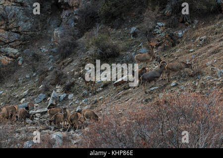 (Przewalskium white-lipped Rehe oder Hirsche Thorold albirostris) in einem gebirgigen Gebiet Tibet, China Stockfoto