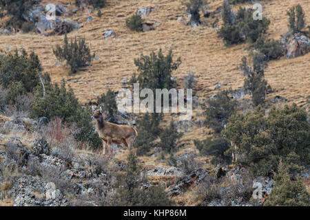 (Przewalskium white-lipped Rehe oder Hirsche Thorold albirostris) in einem gebirgigen Gebiet Tibet, China Stockfoto