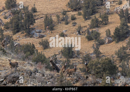 (Przewalskium white-lipped Rehe oder Hirsche Thorold albirostris) in einem gebirgigen Gebiet Tibet, China Stockfoto