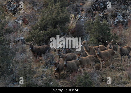 (Przewalskium white-lipped Rehe oder Hirsche Thorold albirostris) in einem gebirgigen Gebiet Tibet, China Stockfoto