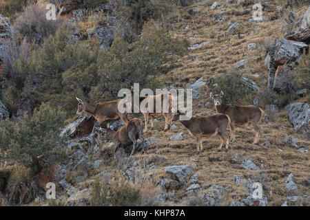 (Przewalskium white-lipped Rehe oder Hirsche Thorold albirostris) in einem gebirgigen Gebiet Tibet, China Stockfoto