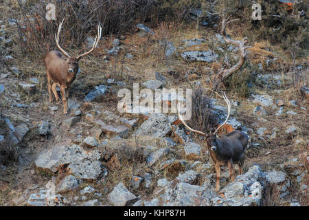 (Przewalskium white-lipped Rehe oder Hirsche Thorold albirostris) in einem gebirgigen Gebiet Tibet, China Stockfoto