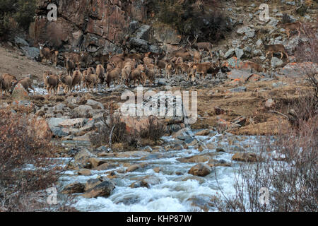 (Przewalskium white-lipped Rehe oder Hirsche Thorold albirostris) in einem gebirgigen Gebiet Tibet, China Stockfoto