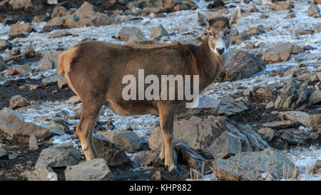 White-Lipped Rotwild (Przewalskium Albirostris oder Thorold Rehe) in einem gebirgigen Gebiet Tibet, China Stockfoto