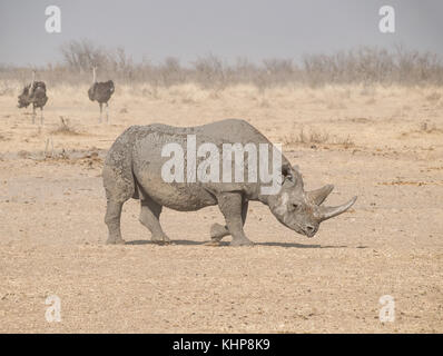 Ein einsamer Spitzmaulnashörner in Namibia Savanne Stockfoto