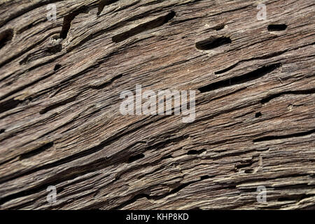 Deadvlei in Namibia ist eine flache clay Pan von dunklen, toten Kamel Dornenbäumen gegen den weißen pan Boden kontrastiert gekennzeichnet Stockfoto