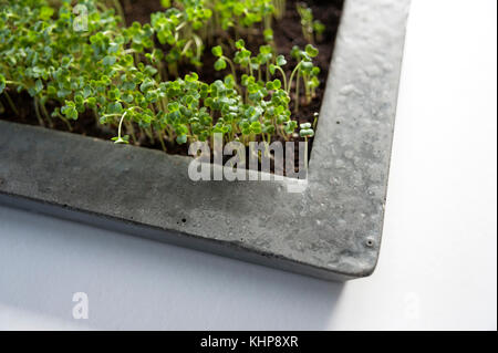 Kresse Pflanzen in Beton Schüssel Stockfoto