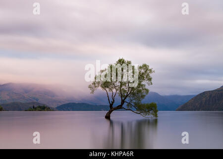 Lange Belichtung des einsamen Willow Tree in einem See in Wanaka, Südinsel, Neuseeland Stockfoto