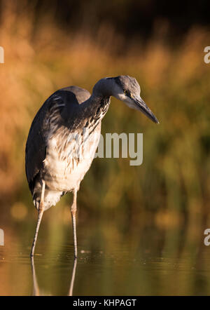 Ein Graureiher (Ardea cinerea) steht regungslos searchiing für Beute in der frühen Morgensonne, Lincolnshire Stockfoto