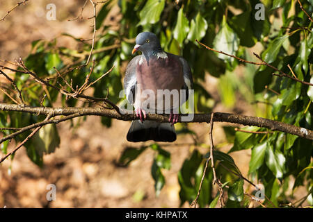 Gemeinsame Ringeltaube Columba palumbus Erwachsener in Alder Alnus glutinosa mit gemeinsamen Efeu Hedera helix über Winnall Mauren Hampshire und Insel von Perücke gehockt Stockfoto