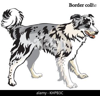 Portrait von ständigen im Profil hund Border Collie (Blue Merle Farbe), Vektor bunte Abbildung auf weißem Hintergrund Stock Vektor