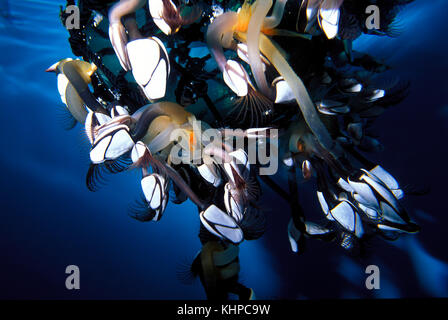 Schwanenhals barnacles in einer float befestigt Stockfoto