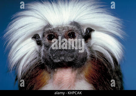 Cotton-Top Tamarin, Saguinus oedipus Stockfoto