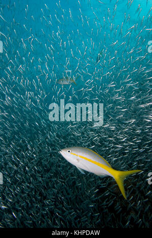 Yellowtail Snapper, Ocyurus chrysurus, Fütterung auf baitifsh, Florida Keys National Marine Sanctuary Stockfoto