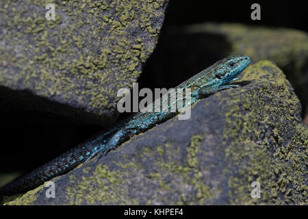 Extrem selten Blau Farbvariante gemeinsame Lizard (zootoca Vivipara) Stockfoto