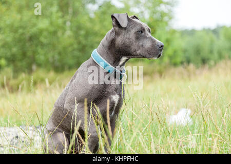 Pitbull Hund mit blauen Kragen auf Gras Hintergrund Stockfoto