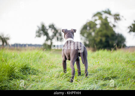 Pitbull Hund mit blauen Kragen auf Gras Hintergrund Stockfoto