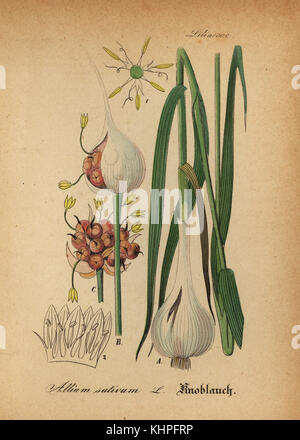 Knoblauch, Allium Sativum. Papierkörbe Kupferstich von Dr. Willibald Artus' Hand-Atlas sammtlicher mediinisch-Pharmaceutischer Gewachse, (Handbuch der alle medizinisch-pharmazeutischen Anlagen), Jena, 1876. Stockfoto