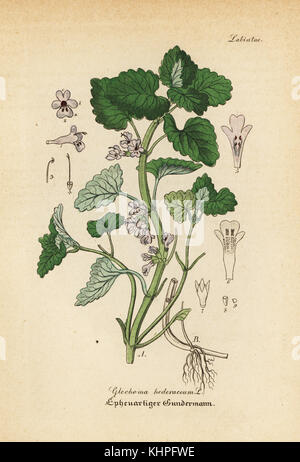 Boden - Efeu, Glechoma hederacea (Glechoma hederaceum). Papierkörbe Kupferstich von Dr. Willibald Artus' Hand-Atlas sammtlicher mediinisch-Pharmaceutischer Gewachse, (Handbuch der alle medizinisch-pharmazeutischen Anlagen), Jena, 1876. Stockfoto