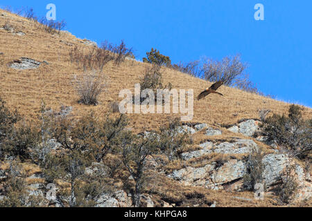 Bartgeier (Gypaetus Barbatus) auch als Lämmergeier oder Bartgeier in China bekannt Stockfoto