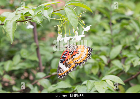 Bunte Schmetterling wählen Sie Fokus, Nahaufnahme Schmetterling mit Blume und Schmetterling werden saugen Pollen Stockfoto