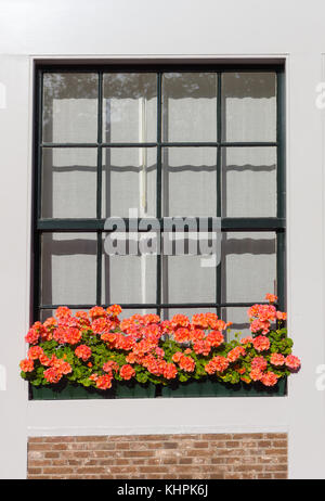 Fenster mit Blumen Stockfoto