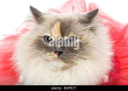 Schönes langes Fell Birma Katze tragen rosa Koralle Kleid isoliert auf Weiss. Studio erschossen. kopieren. Stockfoto