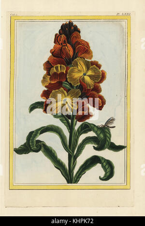 Le Violier jaune eine große Fleurs ou la Giroflee. Wallflower, Erysimum cheiri oder Cheiranthus Cheiri. Papierkörbe Ätzen von Pierre Joseph Buchoz' Collection precieuse et enluminee des Fleurs les plus Belles et les plus curieuses, qui se cultivent tant dans les Jardins de la Chine, que dans ceux de l'Europe, Paris, 1776. Stockfoto