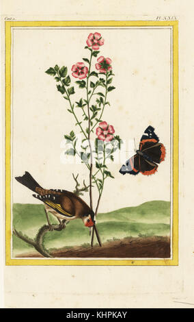 La petite Melochie. Mulukhiyah Corchorus olitorius oder Jute, und Red Admiral Schmetterling, Vanessa atalanta. Papierkörbe Ätzen von Pierre Joseph Buchoz' Collection precieuse et enluminee des Fleurs les plus Belles et les plus curieuses, qui se cultivent tant dans les Jardins de la Chine, que dans ceux de l'Europe, Paris, 1776. Stockfoto